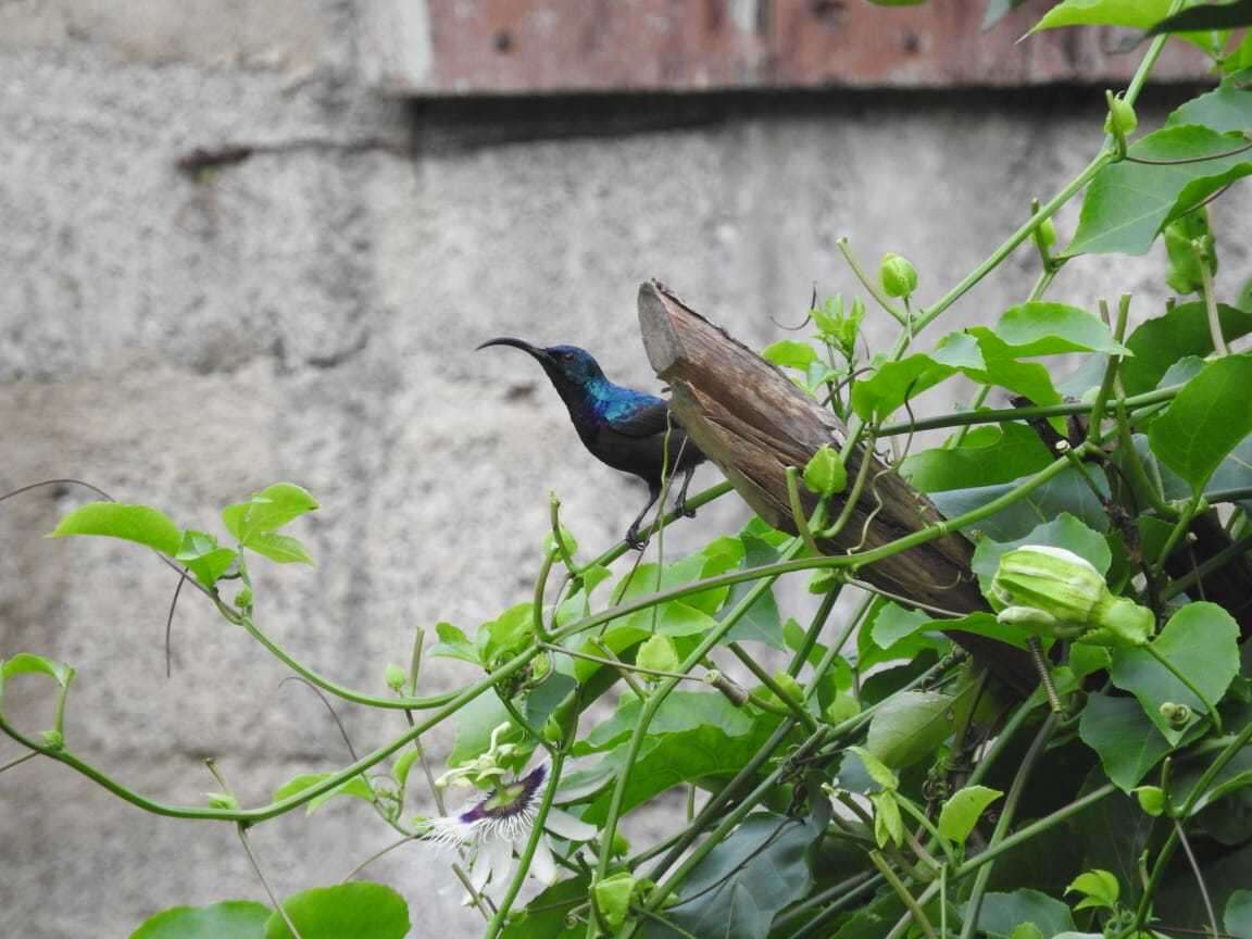 Imagem de Cinnyris lotenius (Linnaeus 1766)