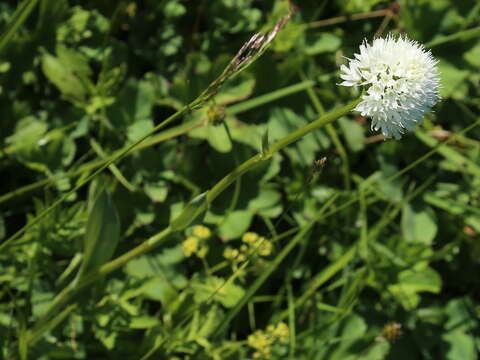 Plancia ëd Traunsteinera sphaerica (M. Bieb.) Schltr.