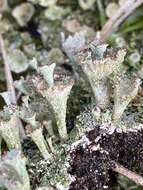 Plancia ëd Cladonia ramulosa (With.) J. R. Laundon