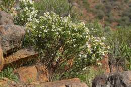 Imagem de Prostanthera striatiflora F. Muell.