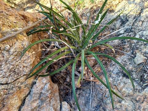 Image of Agave felgeri Gentry