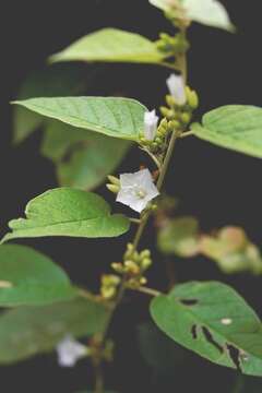 Imagem de Jacquemontia nodiflora (Desr.) G. Don