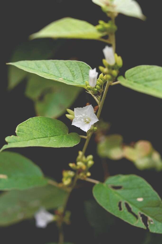 Слика од Jacquemontia nodiflora (Desr.) G. Don