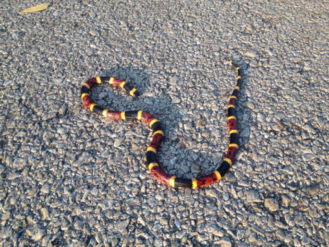 Image of Texas Coral Snake