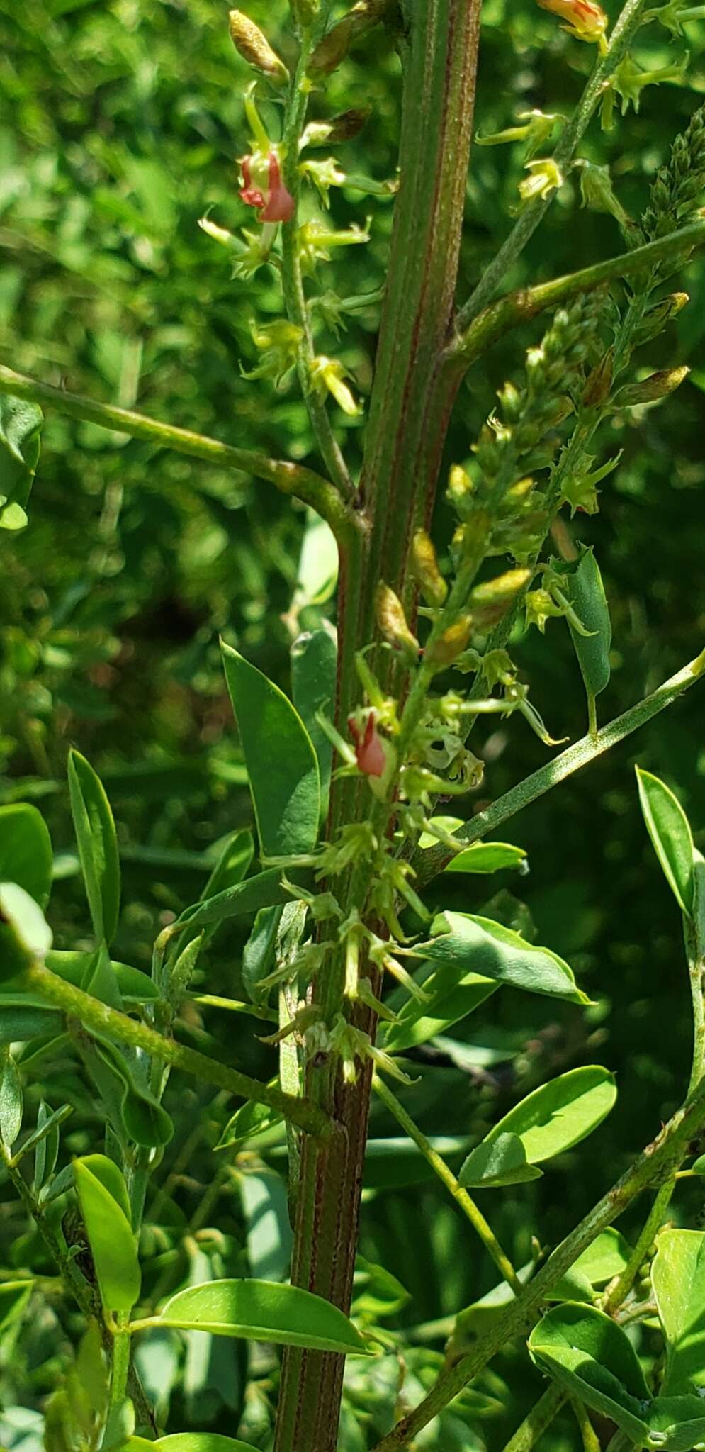 Sivun Indigofera suffruticosa Mill. kuva