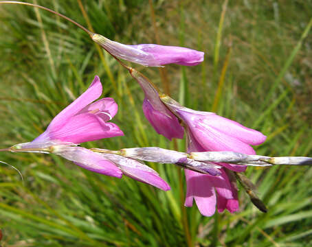 Image de Dierama dracomontanum Hilliard