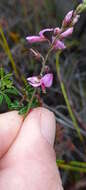 Imagem de <i>Indigofera <i>angustifolia</i></i> var. angustifolia