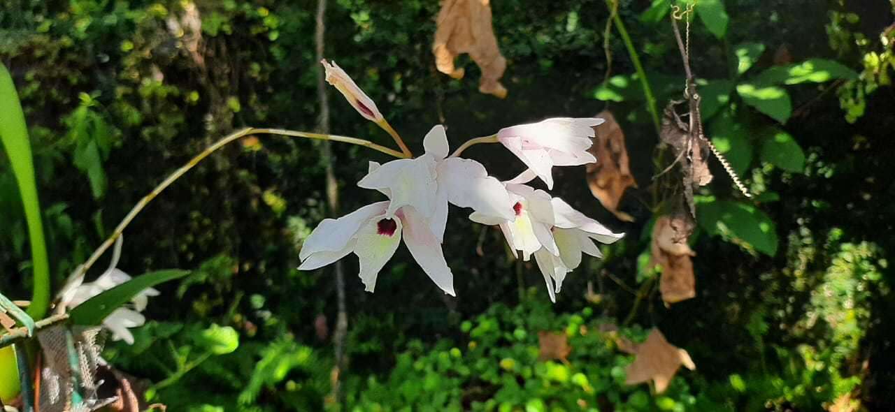 Image of pale laelia