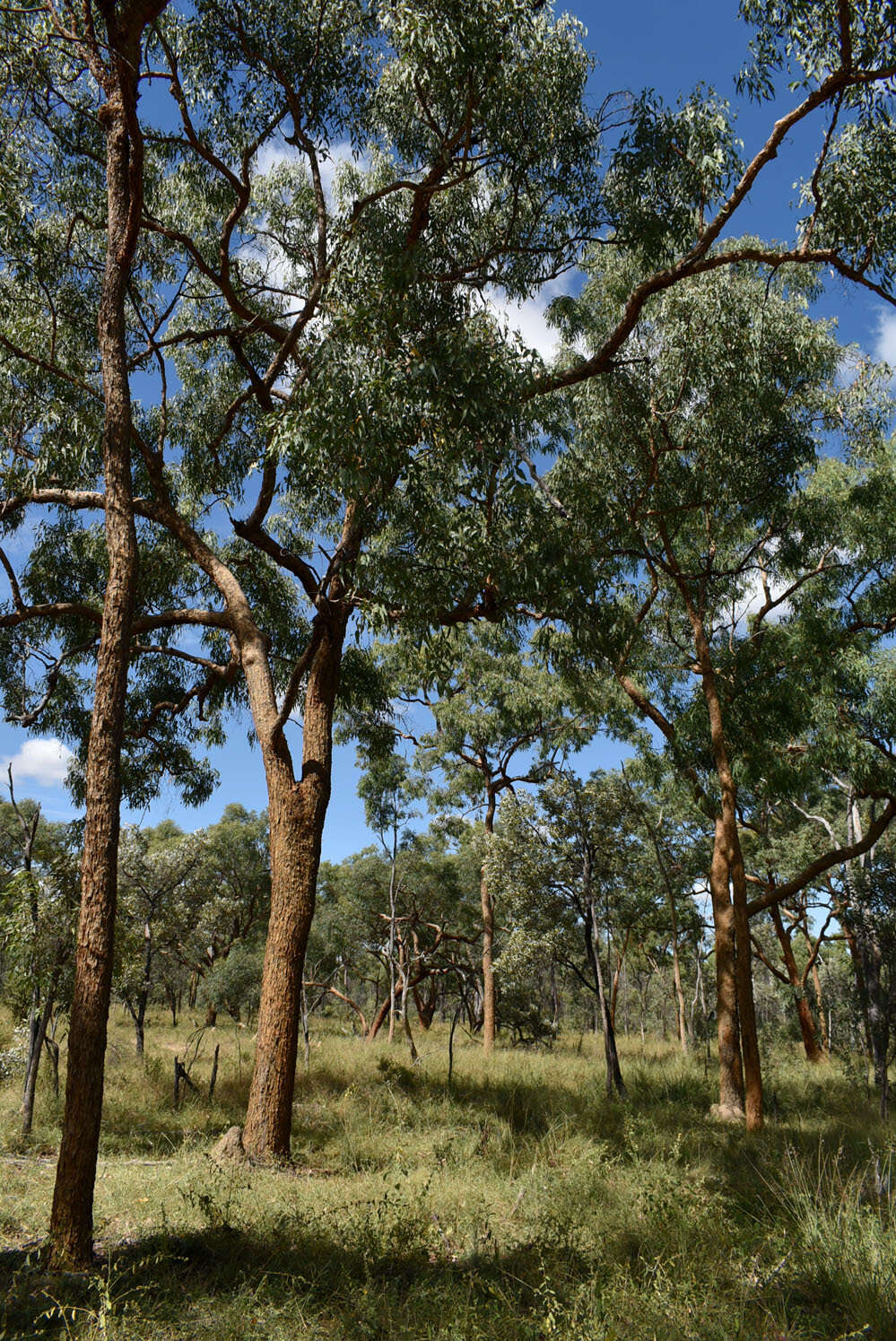 Image of Corymbia leichhardtii (F. M. Bailey) K. D. Hill & L. A. S. Johnson