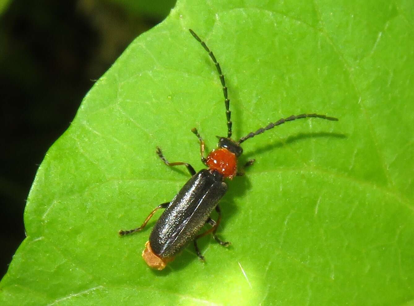 Image of Silis ruficollis