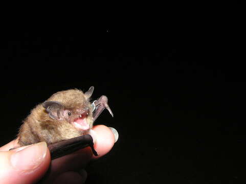 Image of Indiana Bat