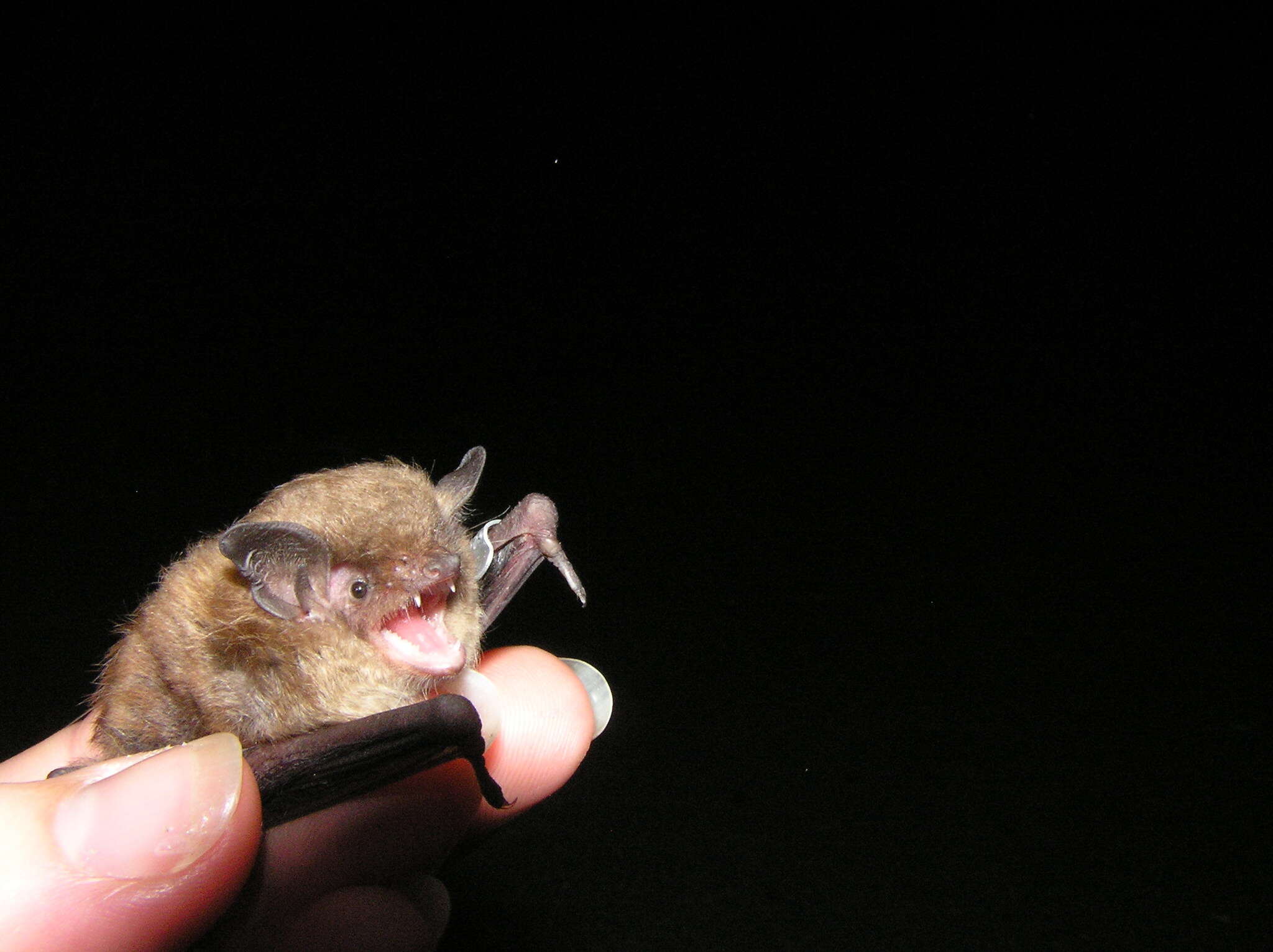 Image de Myotis sodalis Miller & G. M. Allen 1928