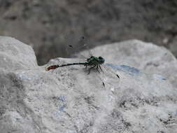 Image of Erpetogomphus liopeltis Garrison 1994