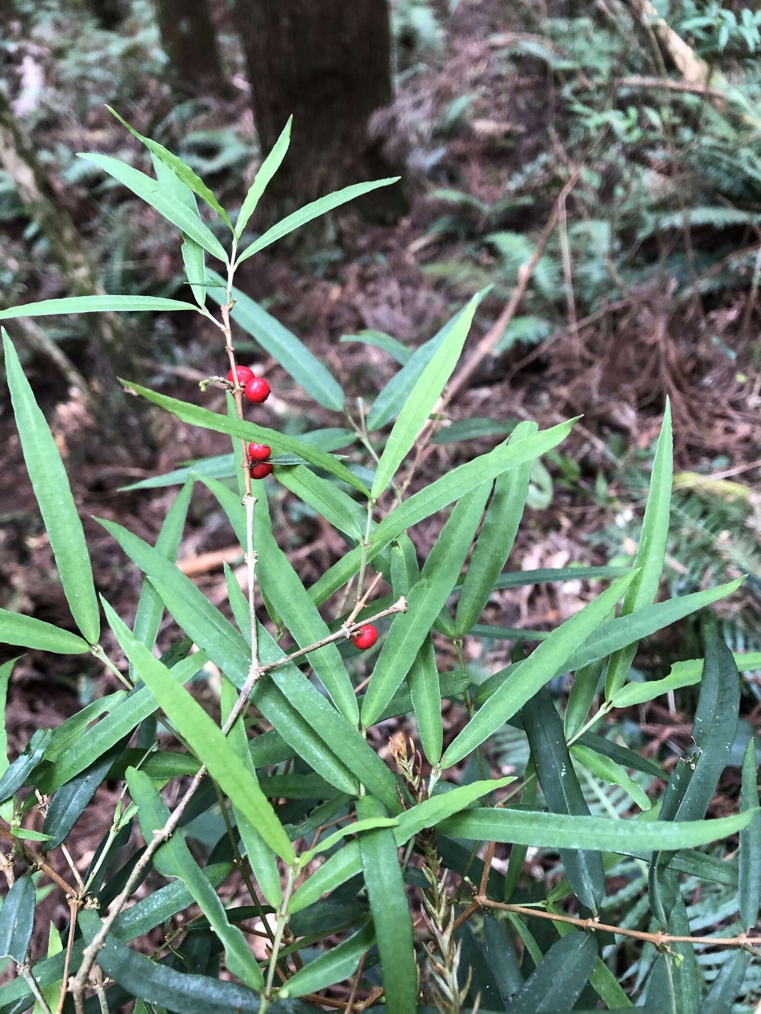 Image of Damnacanthus angustifolius Hayata