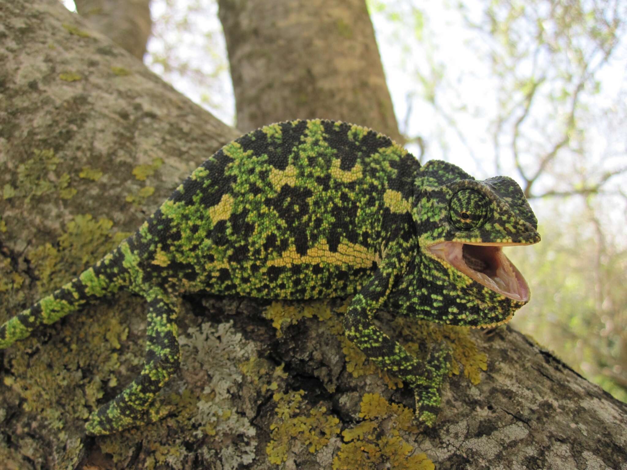 Image de Chamaeleo chamaeleon recticrista Boettger 1880