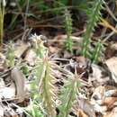 صورة Ceropegia hislopii subsp. hislopii