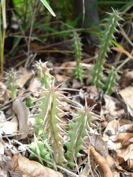 صورة Ceropegia hislopii (Turrill) Bruyns