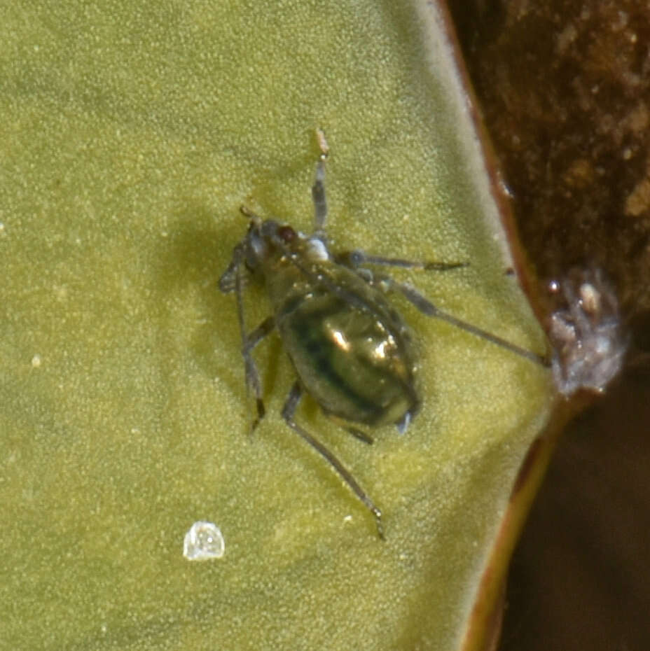Image of Water lily aphid