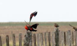 Image of Pampas Meadowlark