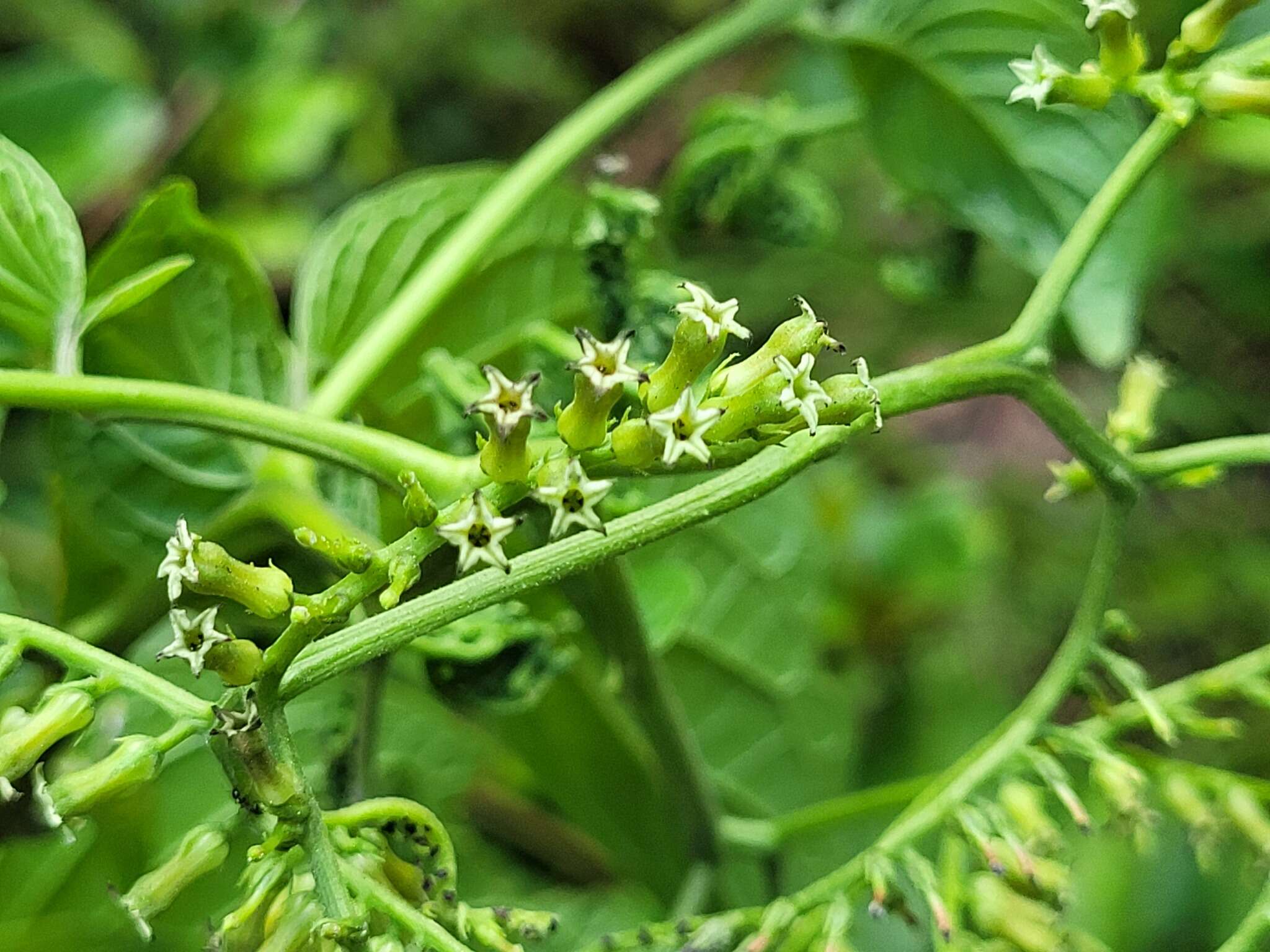 Image of Heliotropium ulei