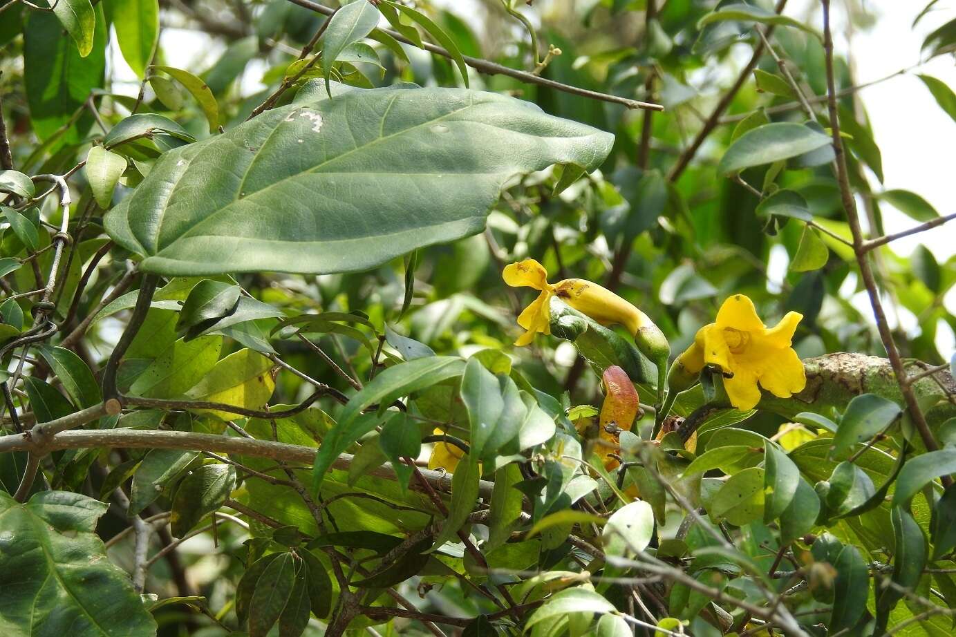 Image of Anemopaegma chrysanthum Dugand