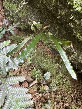 Plancia ëd Lomariopsis spectabilis (Kunze) Mett.