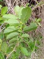 Celtis iguanaea (Jacq.) Sarg. resmi