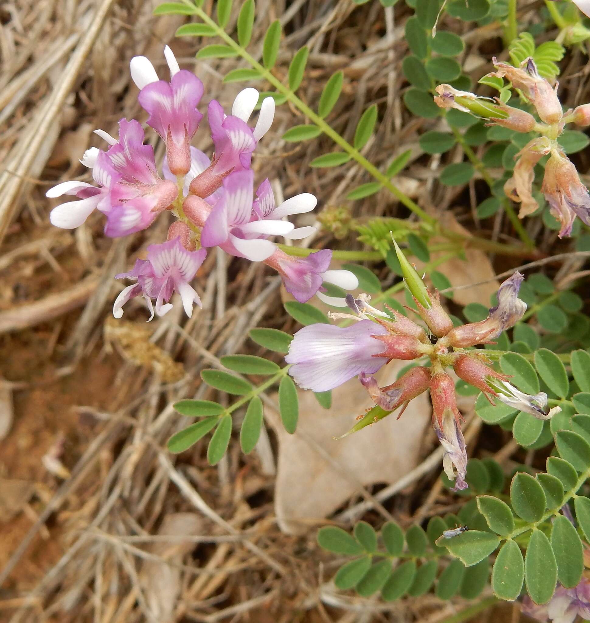 Image of Englemann's milkvetch