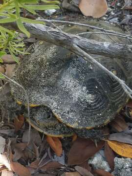 Image of Malaclemys terrapin rhizophorarum Fowler 1906