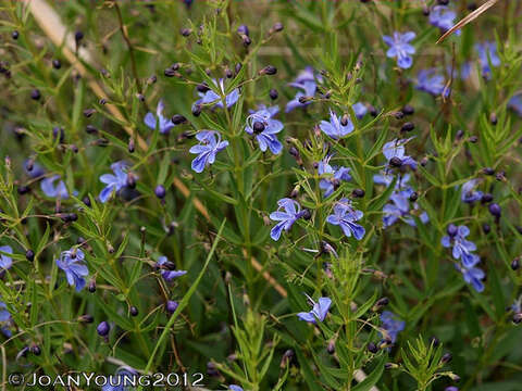 Image of Grassland chlerdendrum