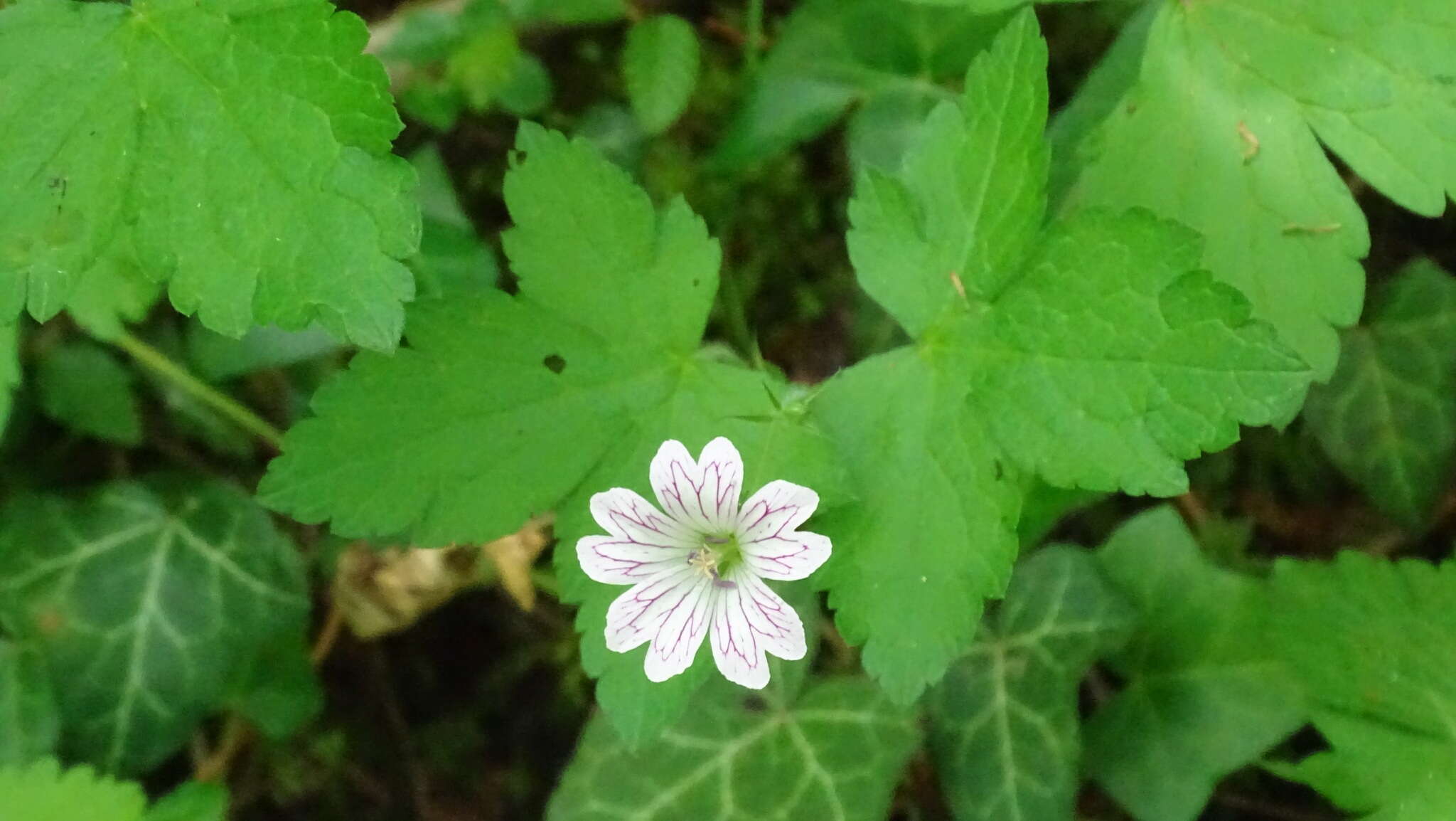 Image of Pencilled Crane's-bill