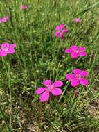 Слика од Dianthus deltoides L.