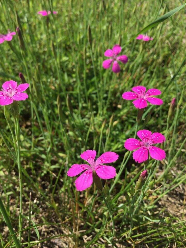 Слика од Dianthus deltoides L.