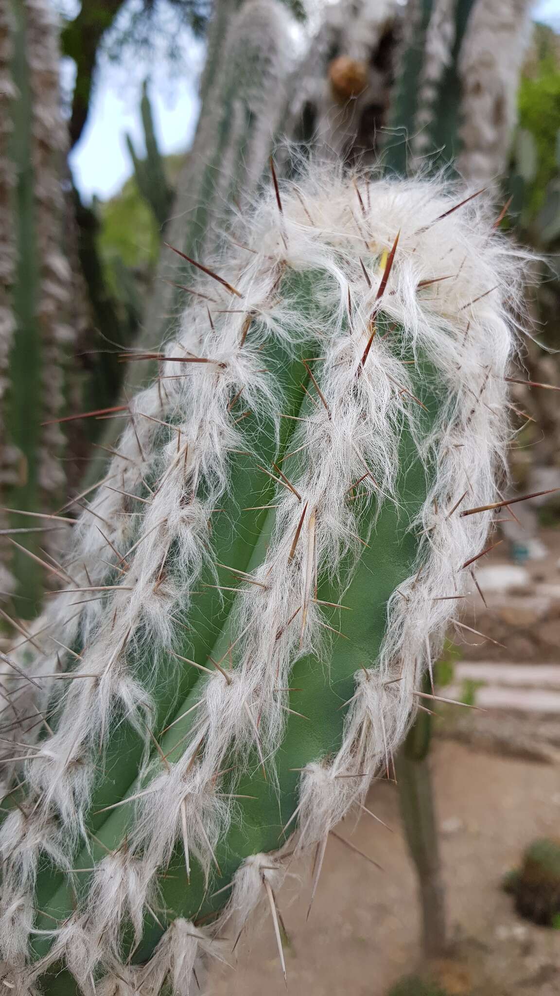 Image of Pilosocereus leucocephalus (Poselg.) Byles & G. D. Rowley