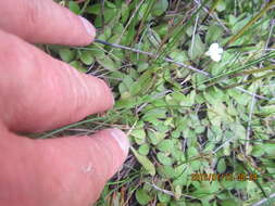 Image of Mazus novaezeelandiae W. R. Barker