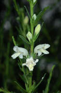 Image of Eremophila divaricata subsp. divaricata