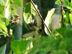 Image of Scarlet-headed Flowerpecker