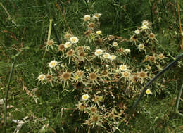 Image of Pallenis spinosa subsp. aurea (Willk.) Nym.