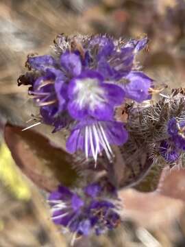 Image of low phacelia