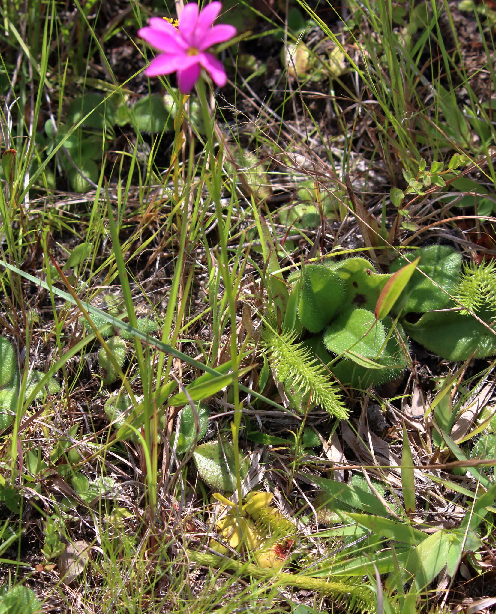 Image of Pinewoods Rose-Gentian