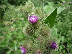 Image of Arctium ambiguum (Celak.) Nym.