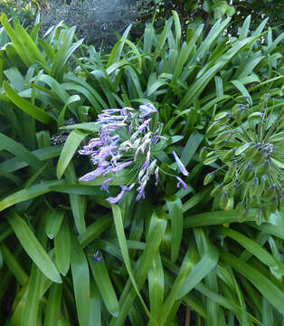 Image of Agapanthus praecox subsp. orientalis (F. M. Leight.) F. M. Leight.