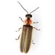 Image of Photinus texanus Green 1956