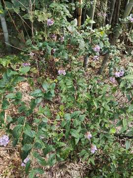 Image de Buddleja lindleyana Fortune ex Lindl.