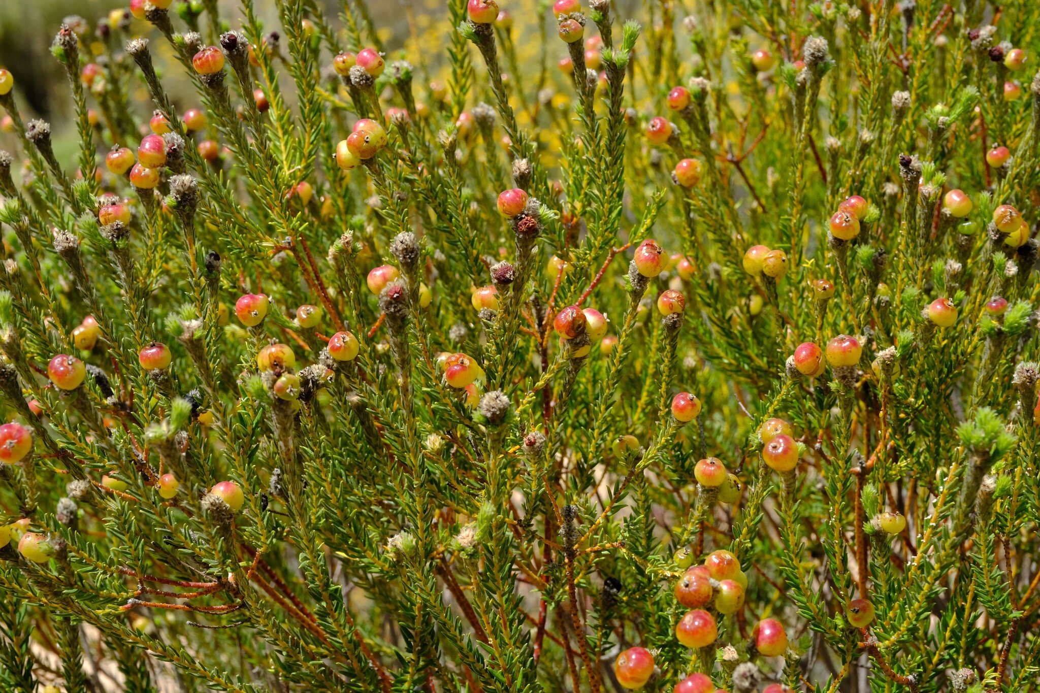 Image of Phylica cylindrica Wendl.