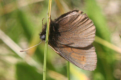 Image of Erebia epiphron valesiana Meyer-Dür 1851