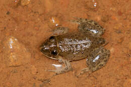 Image of African Groove-crowned Frog