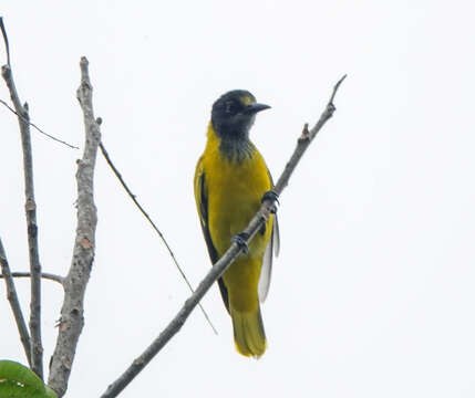 Image of Black-hooded Oriole