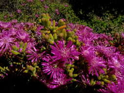 Imagem de Drosanthemum tuberculiferum L. Bol.