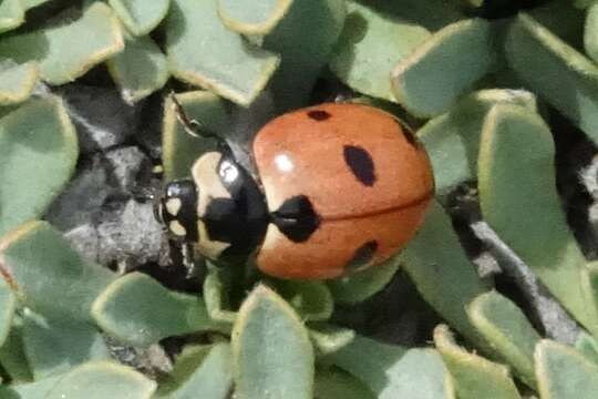 Imagem de Coccinella prolongata Crotch 1873